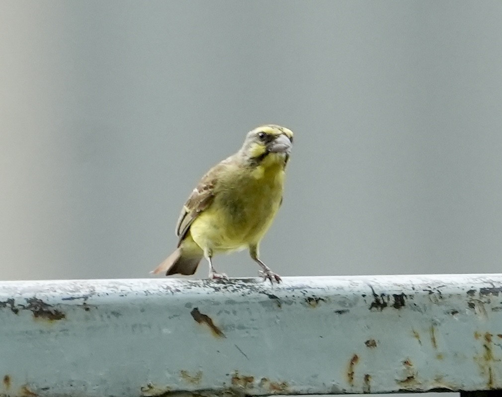 Serin du Mozambique - ML619730398