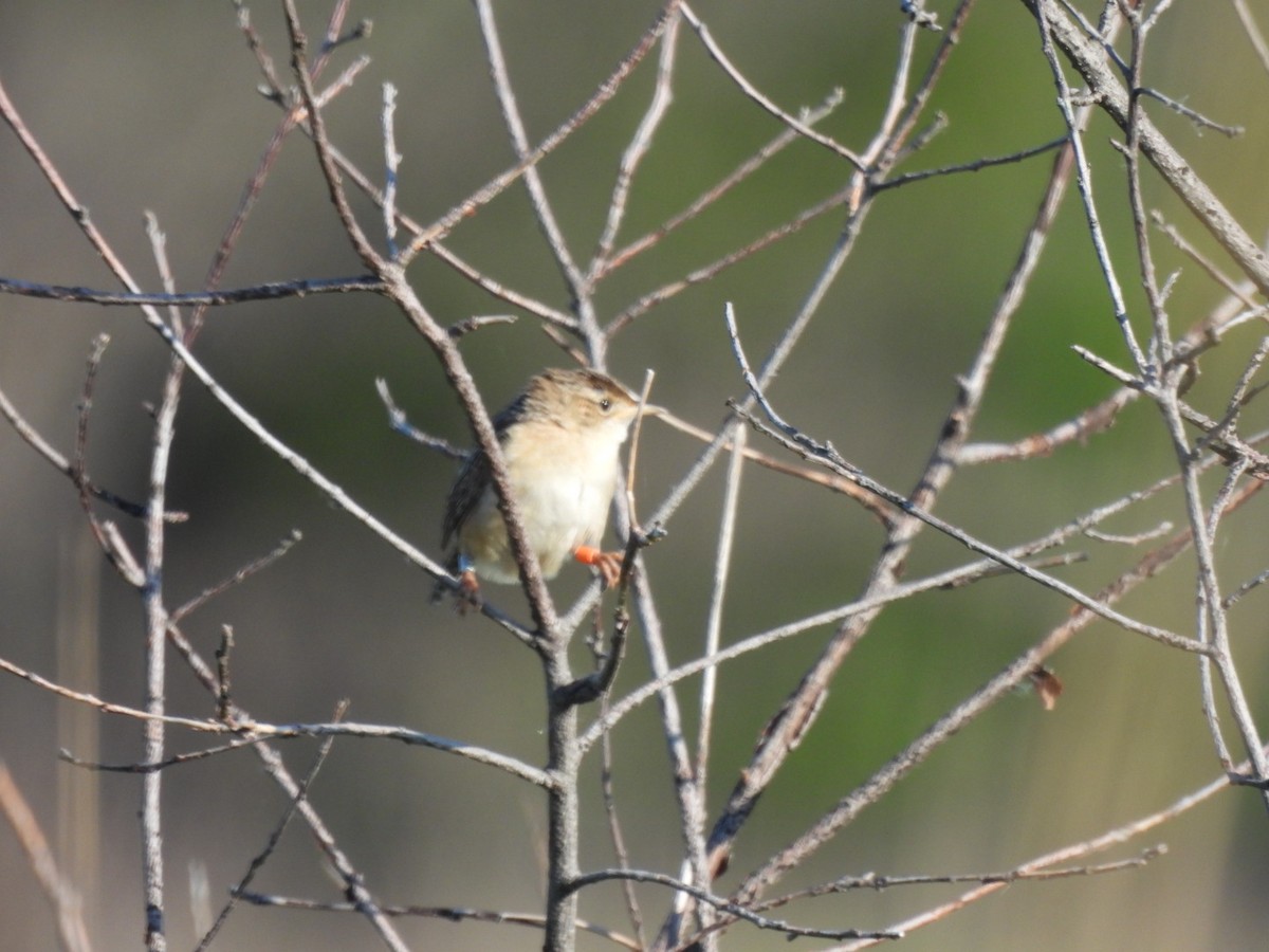 Sedge Wren - ML619730410