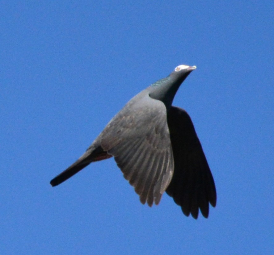 Pigeon à couronne blanche - ML619730413