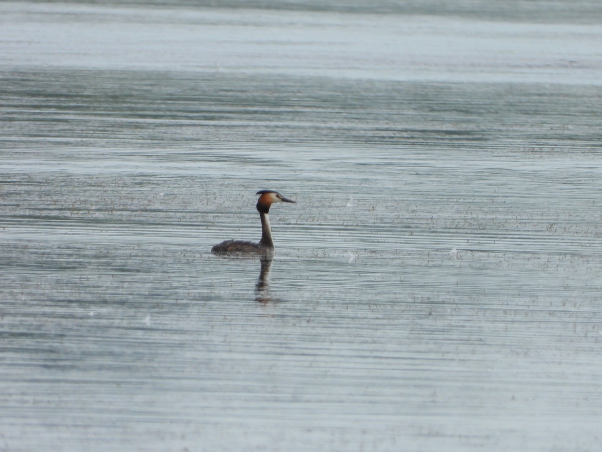 Great Crested Grebe - ML619730418