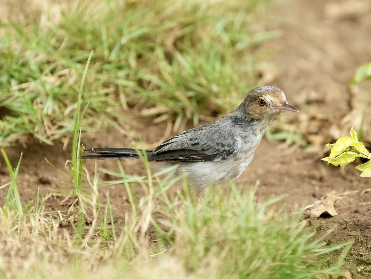 Prinia de Sao Tomé - ML619730421