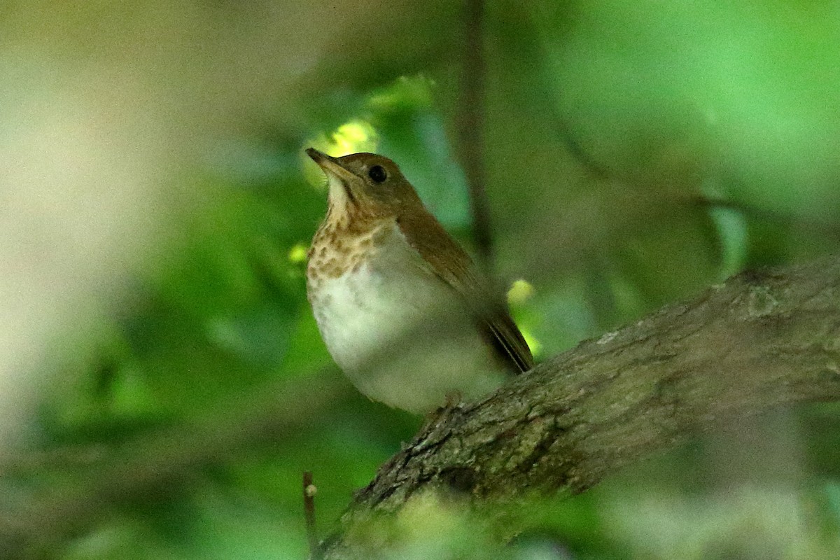 Veery - John Manger