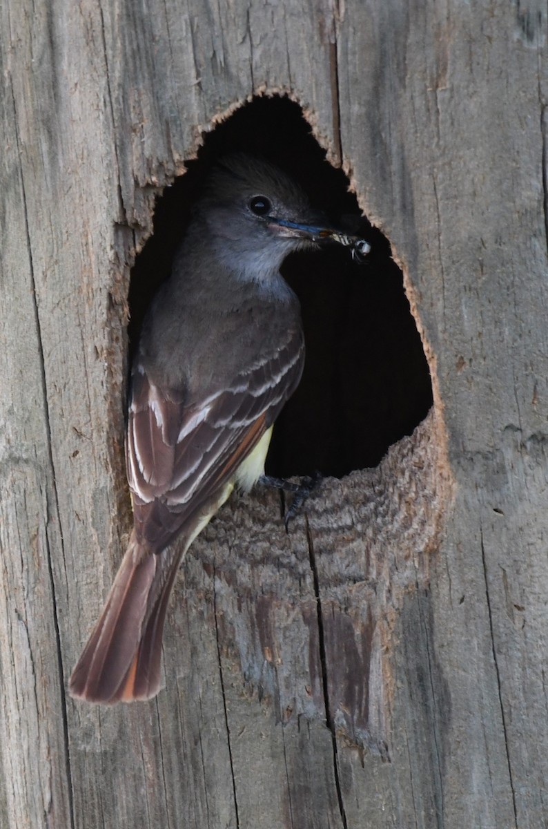 Great Crested Flycatcher - ML619730464