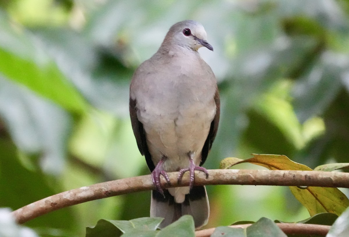 Pigeon à masque blanc - ML619730474