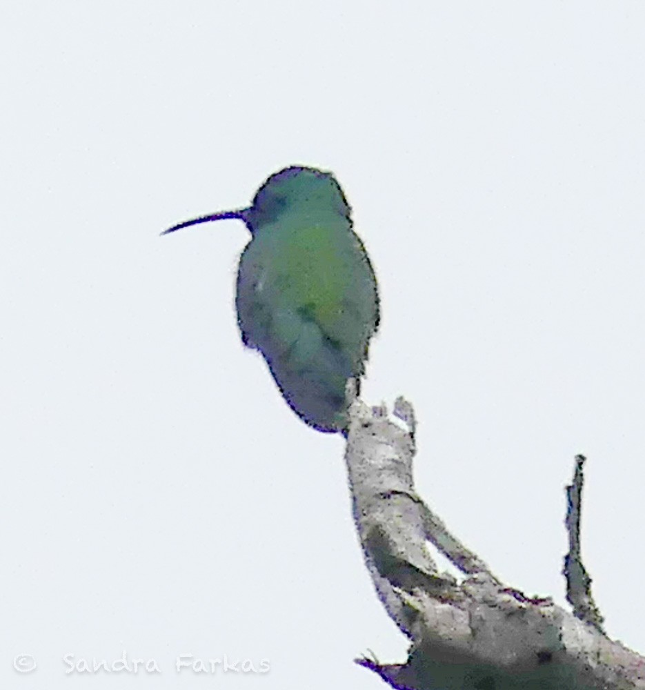 kolibřík tropický - ML619730476