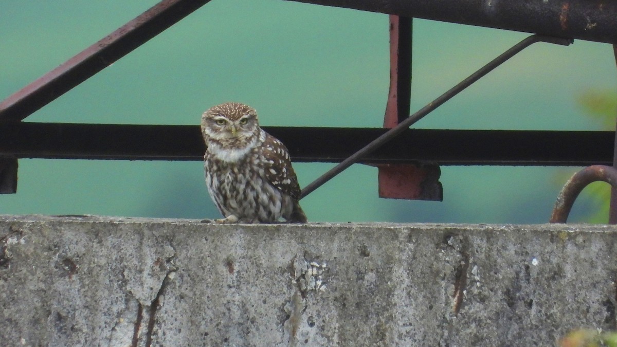 Little Owl - ML619730496