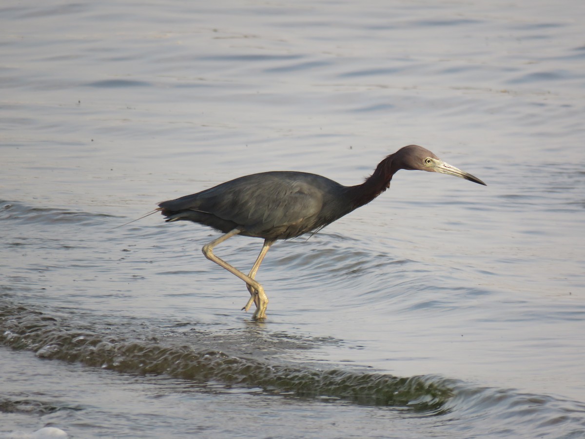 Little Blue Heron - ML619730506