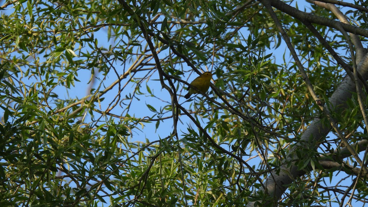 Wilson's Warbler - ML619730508