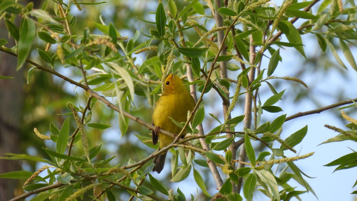 Wilson's Warbler - ML619730509