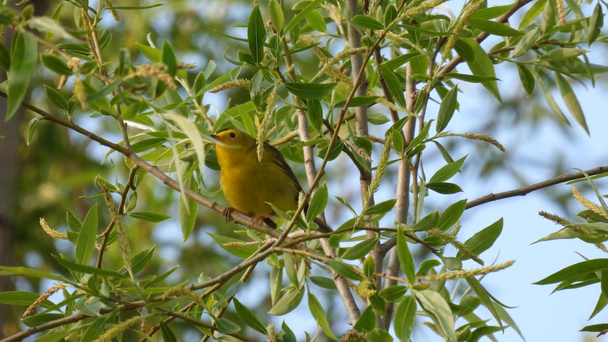 Wilson's Warbler - ML619730510