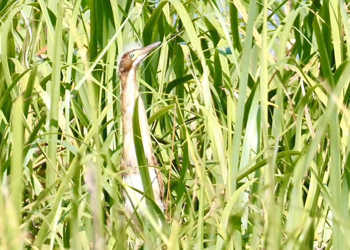 Least Bittern - ML619730511