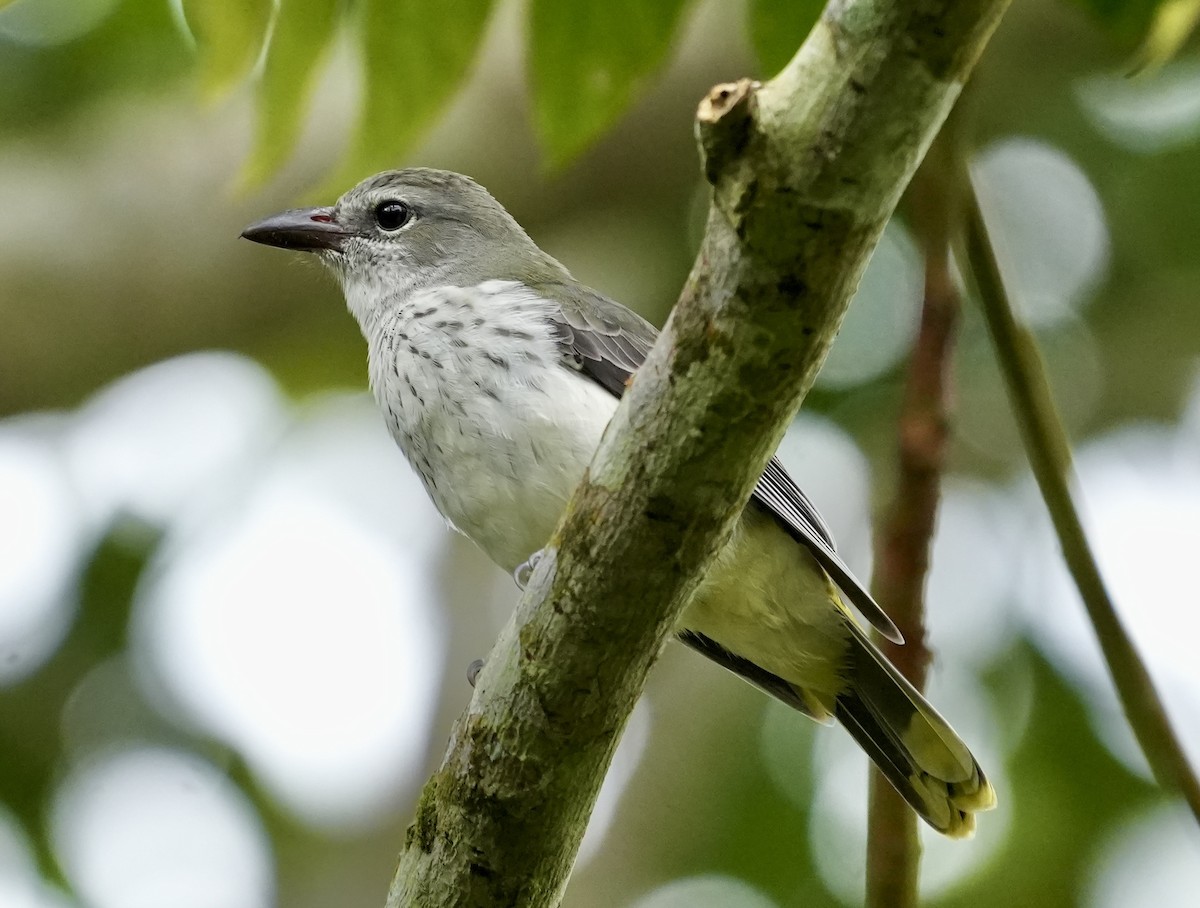 Sao Tome Oriole - ML619730514