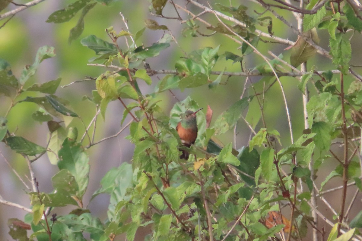 kolibřík yukatanský - ML619730516