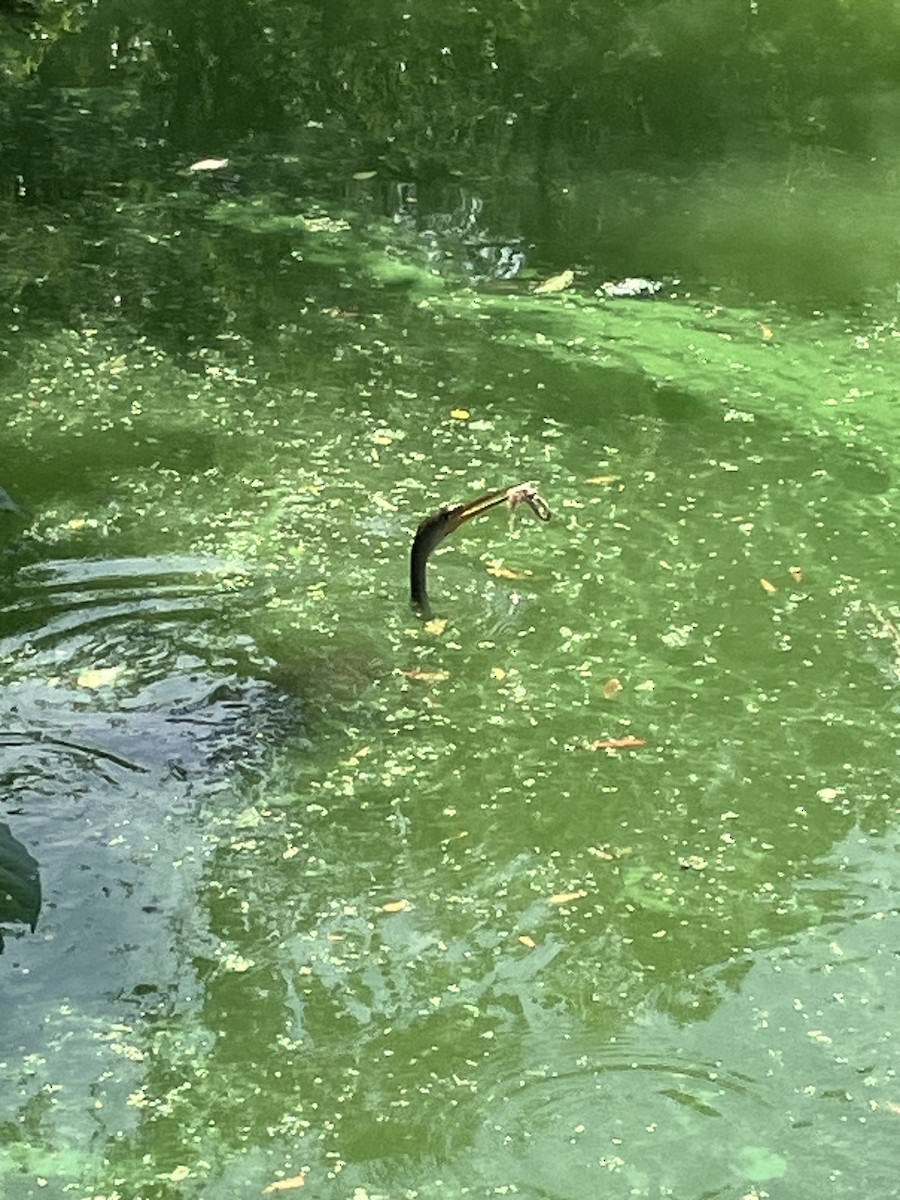 anhinga americká - ML619730523