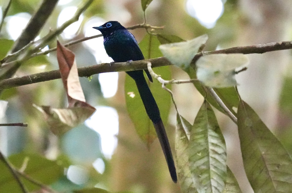 Sao Tome Paradise-Flycatcher - ML619730526