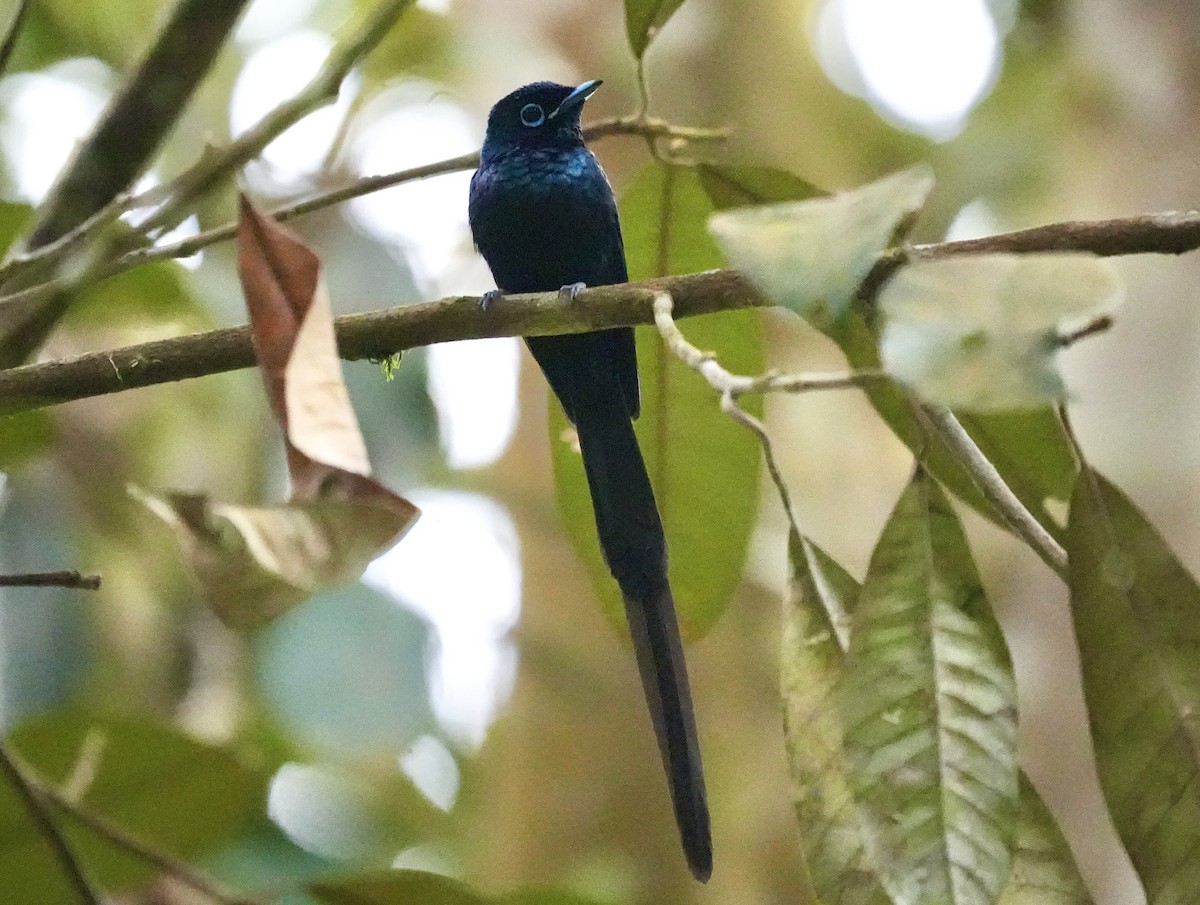 Sao Tome Paradise-Flycatcher - ML619730527