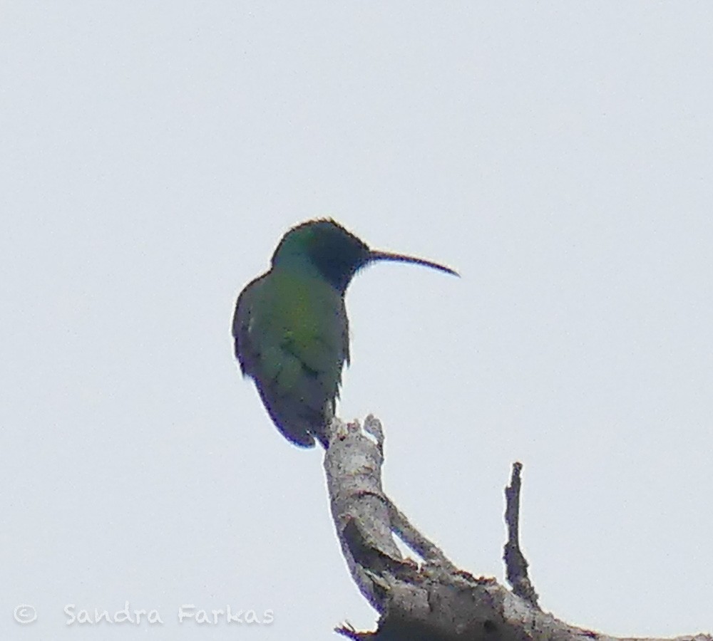 kolibřík tropický - ML619730531