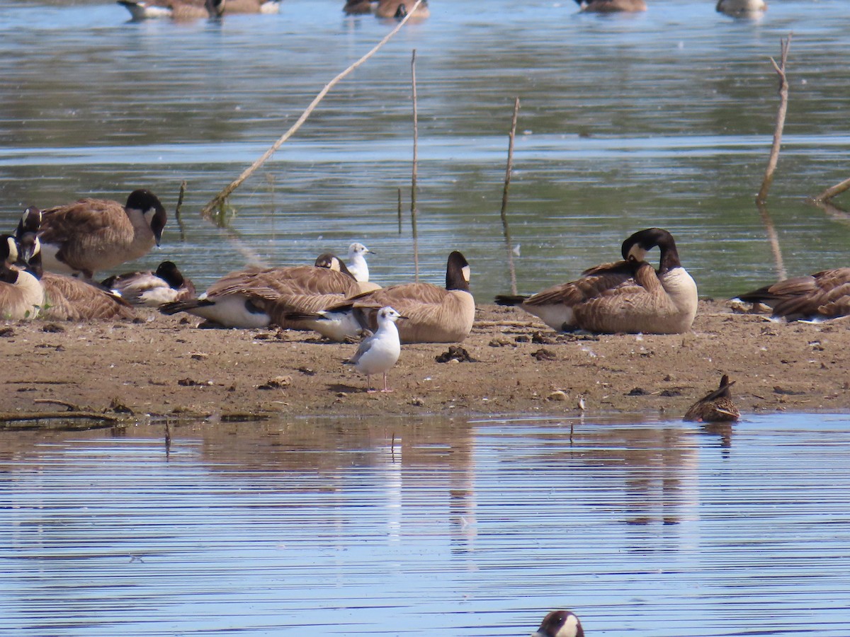 Mouette de Bonaparte - ML619730541