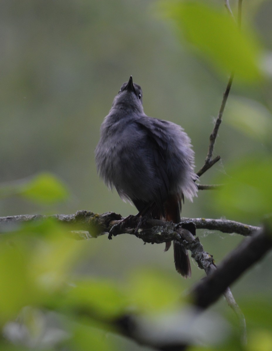 Gray Catbird - ML619730574