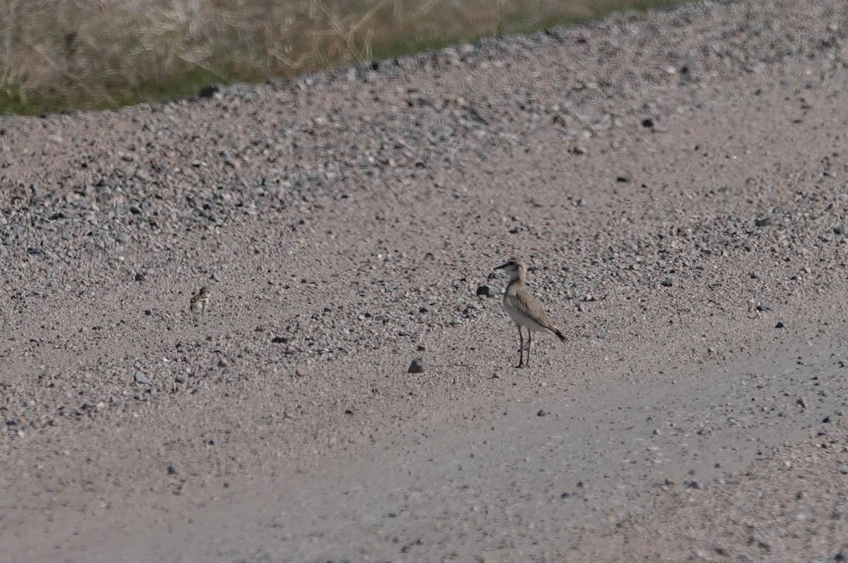 Mountain Plover - ML619730586