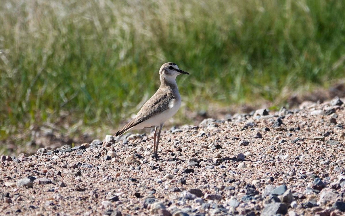 Mountain Plover - Randall Siebert