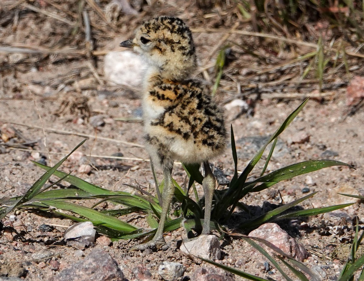 Mountain Plover - ML619730588