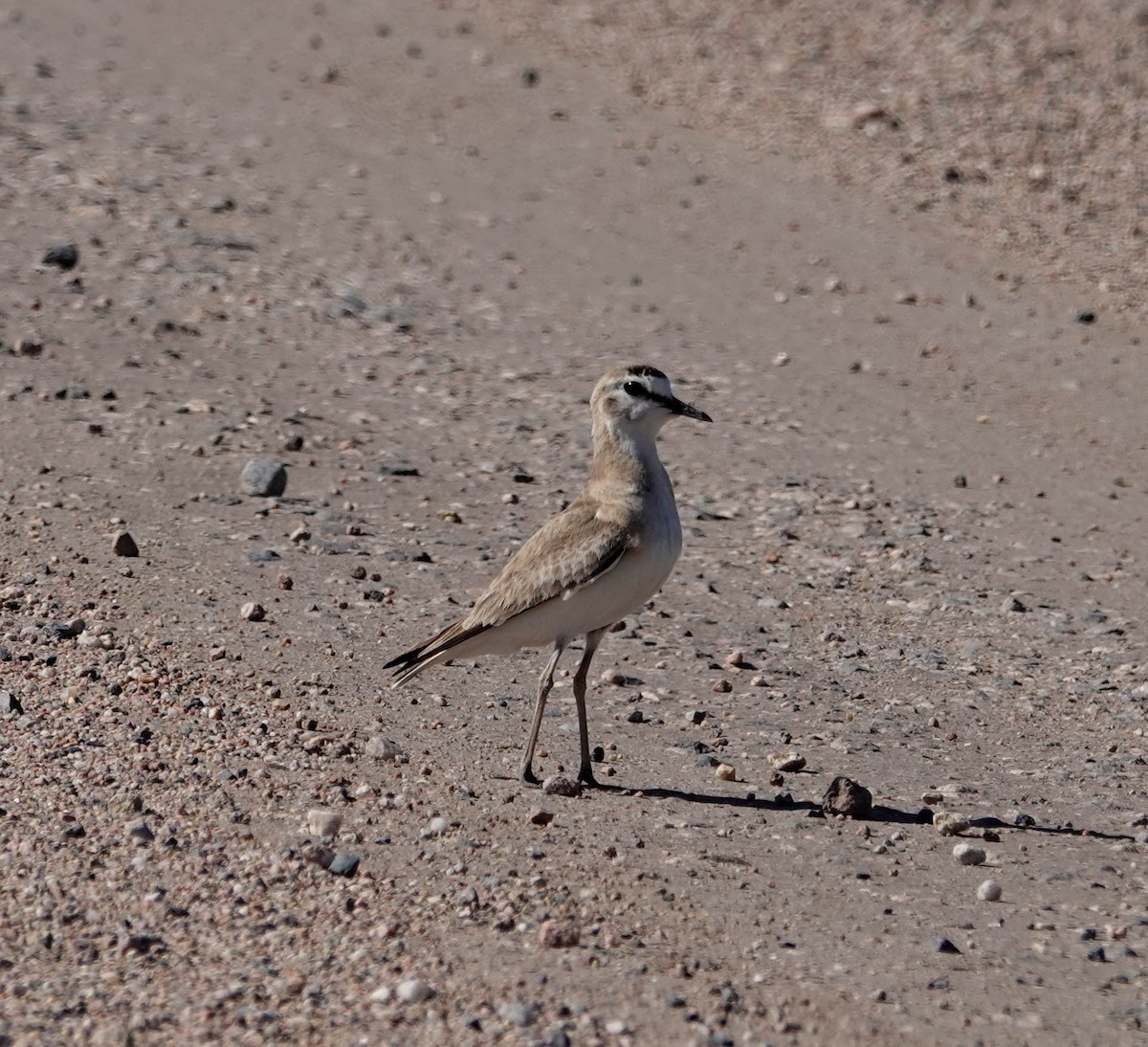 Mountain Plover - ML619730589