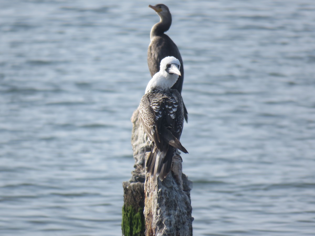 Peruvian Booby - ML619730622