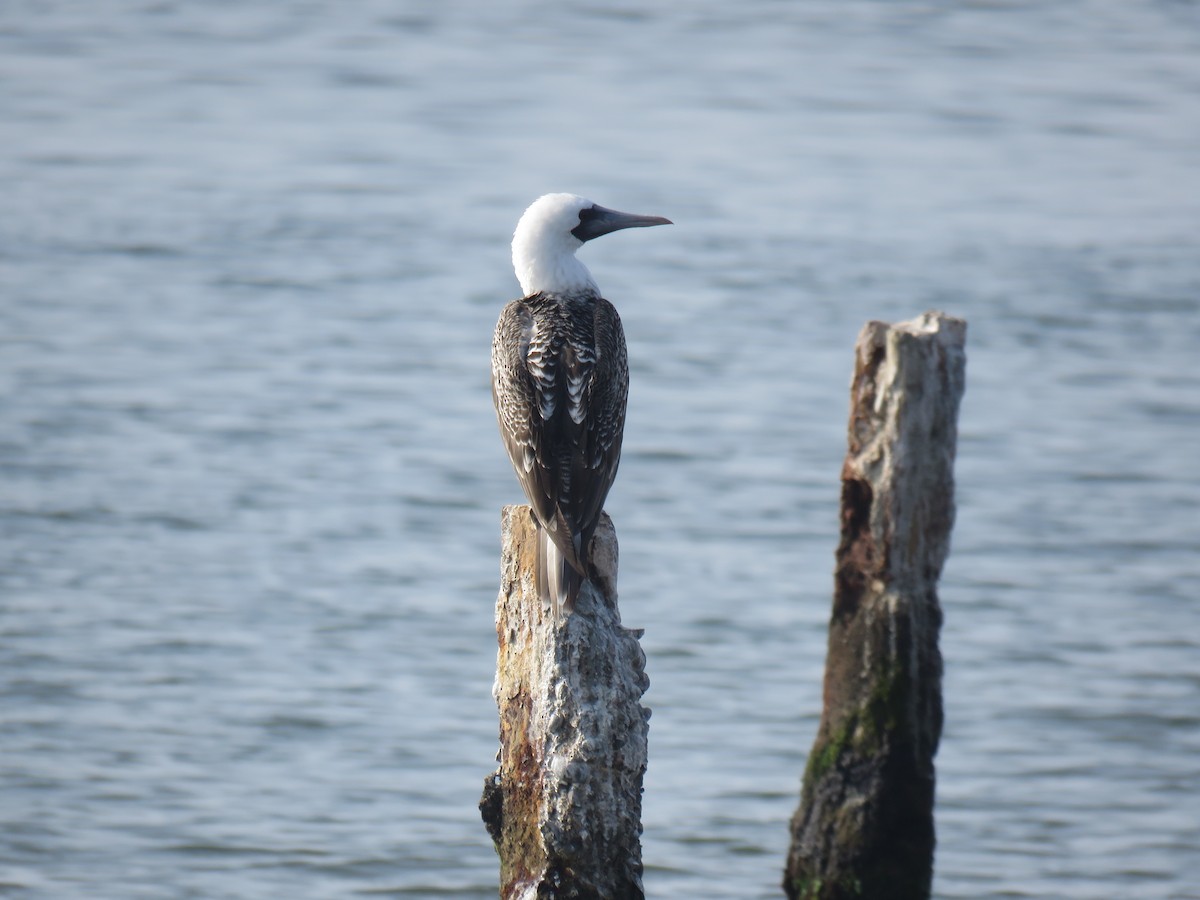 Peruvian Booby - ML619730623