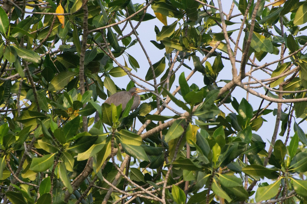 Tricolored Heron - ML619730627