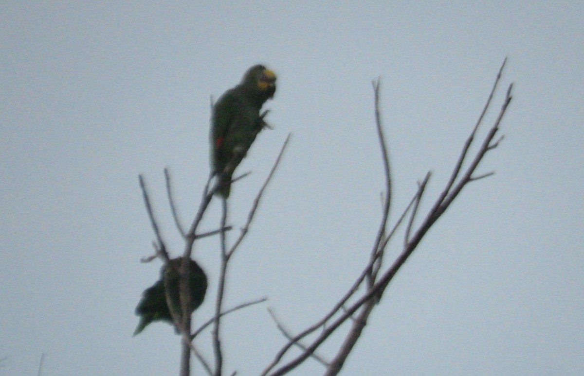 Orange-winged Parrot - ML619730657