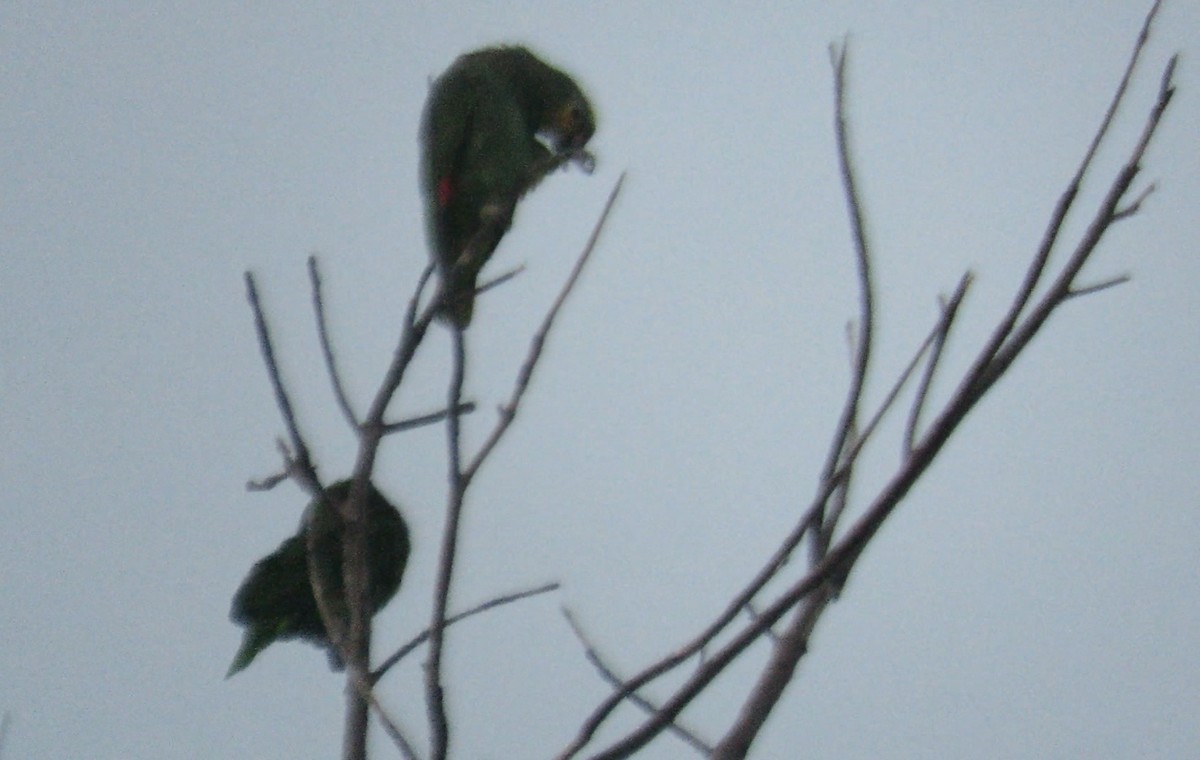 Orange-winged Parrot - ML619730660