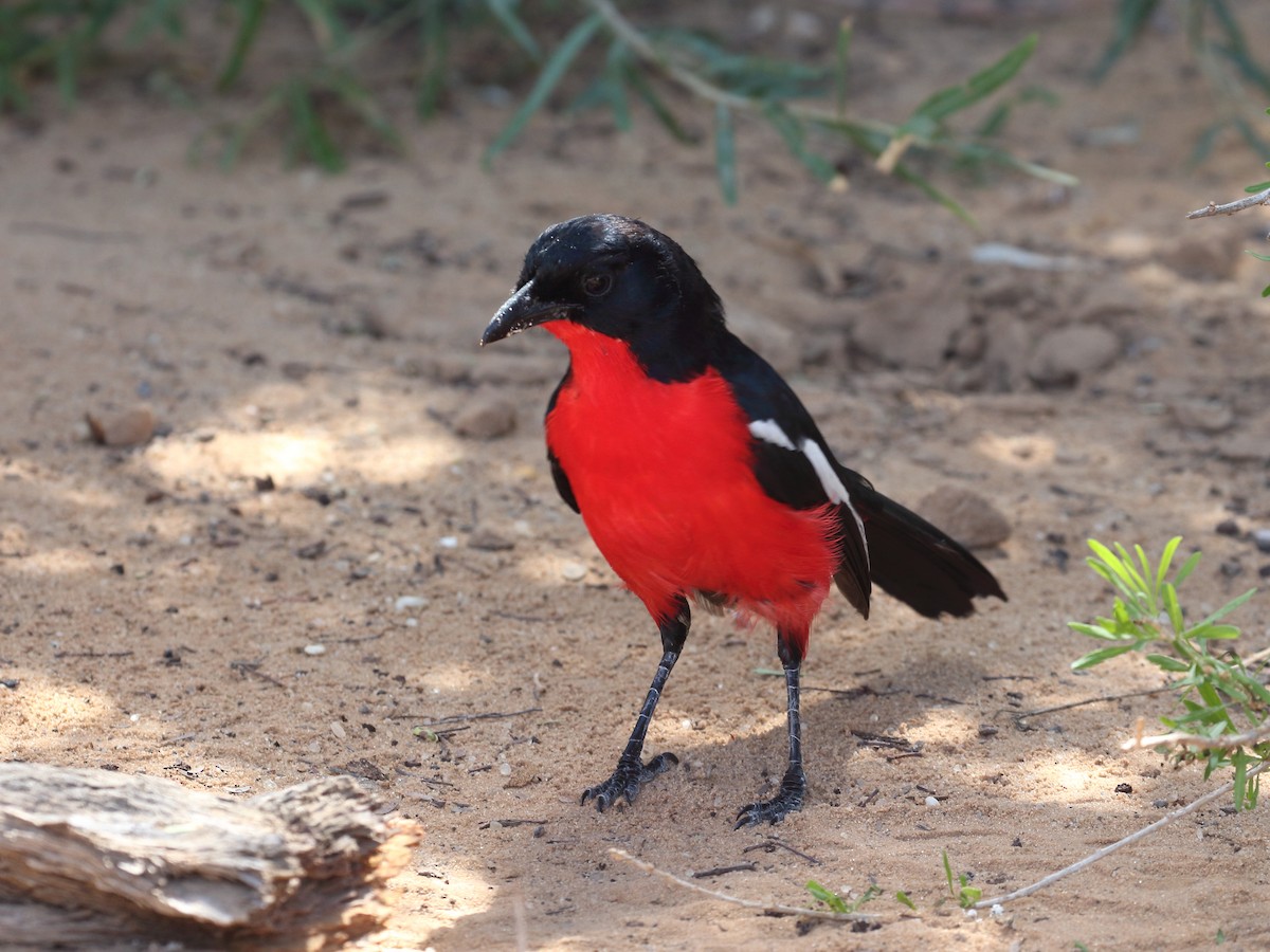 Crimson-breasted Gonolek - ML619730681