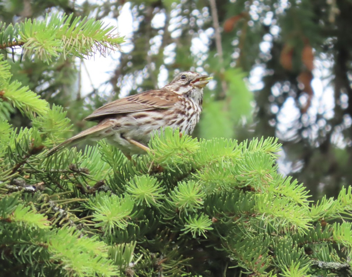 Song Sparrow - ML619730697