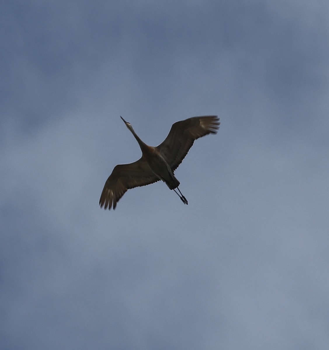 Sandhill Crane - ML619730703