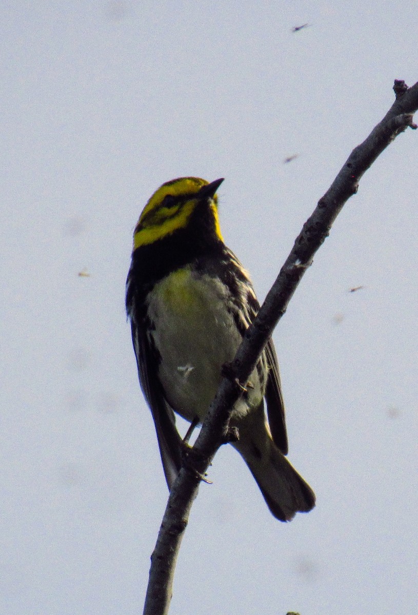 Black-throated Green Warbler - ML619730719