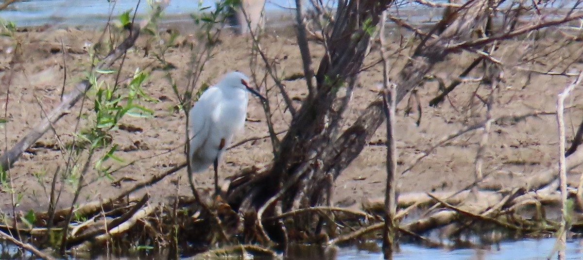 Snowy Egret - ML619730722