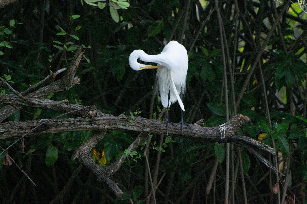 Great Egret - ML619730737