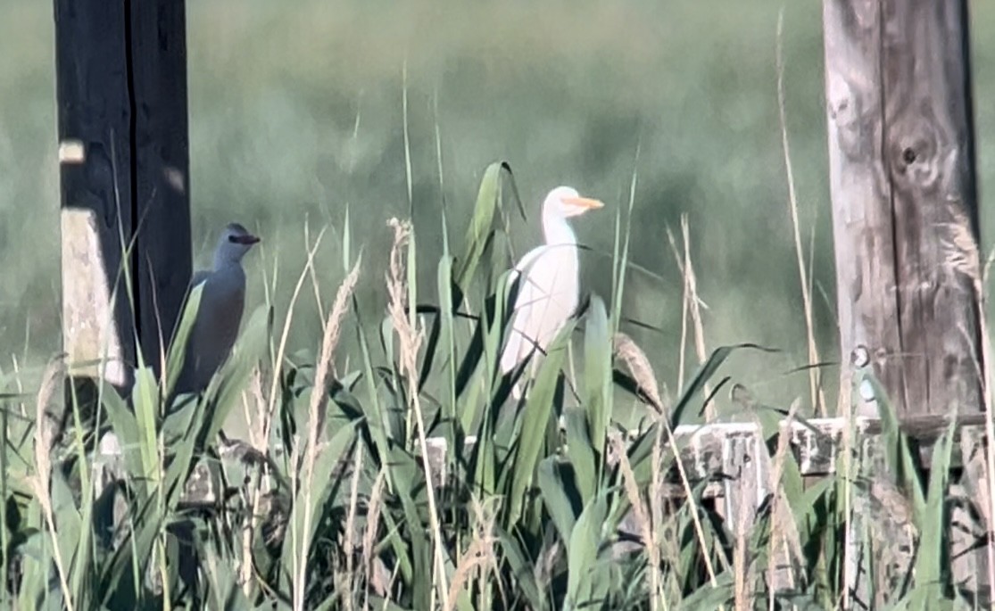 Египетская цапля (ibis) - ML619730743