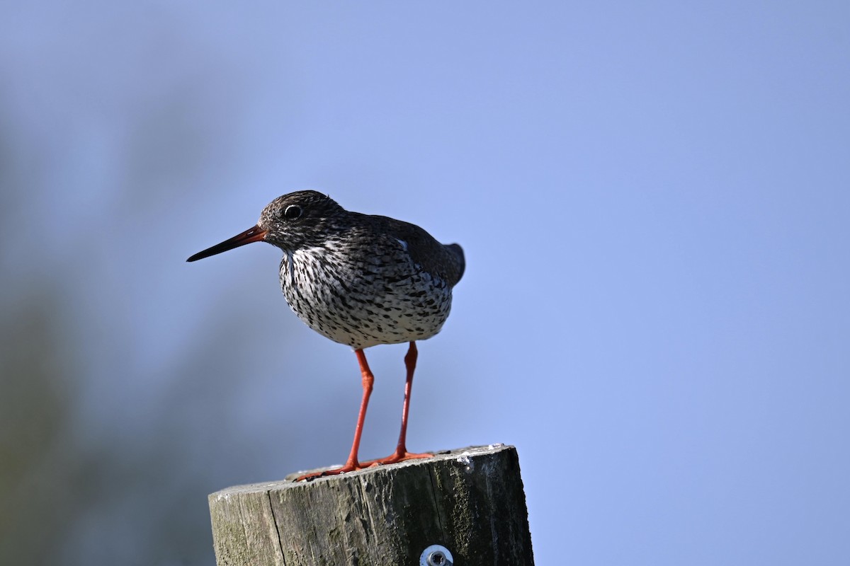 Common Redshank - ML619730746