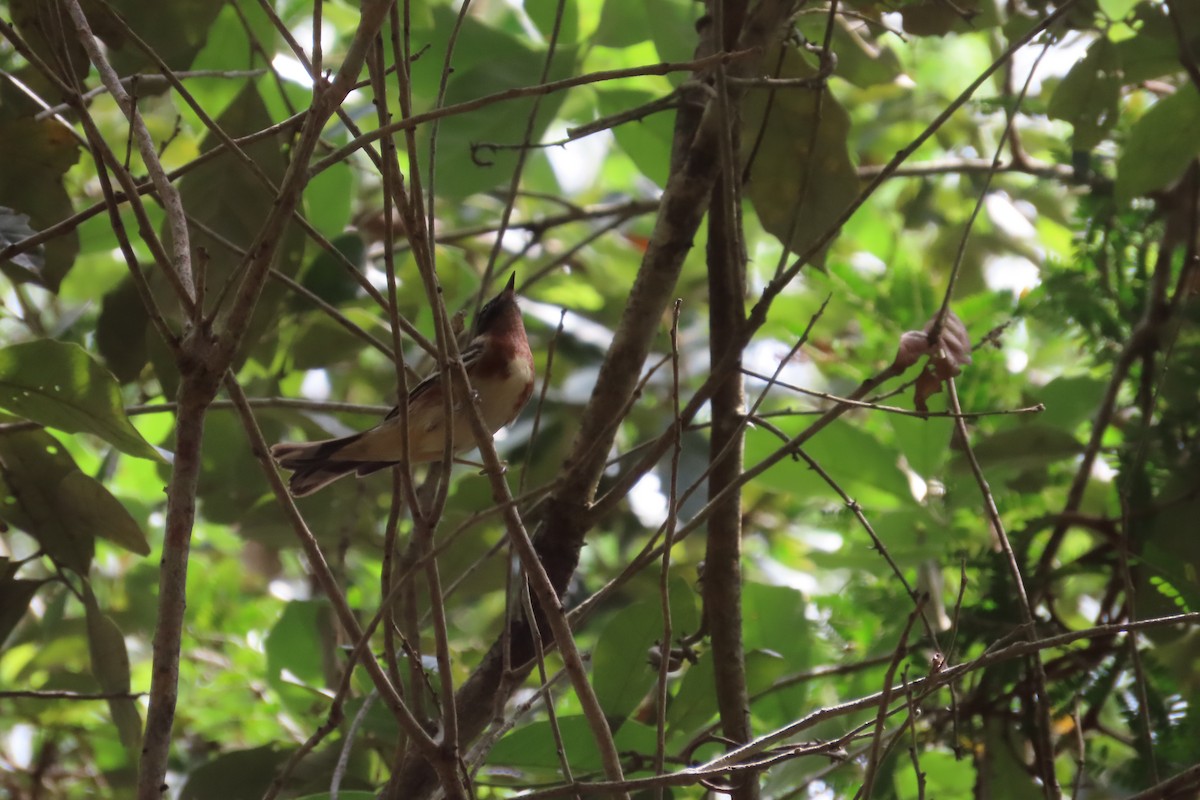 Bay-breasted Warbler - David Brinkman