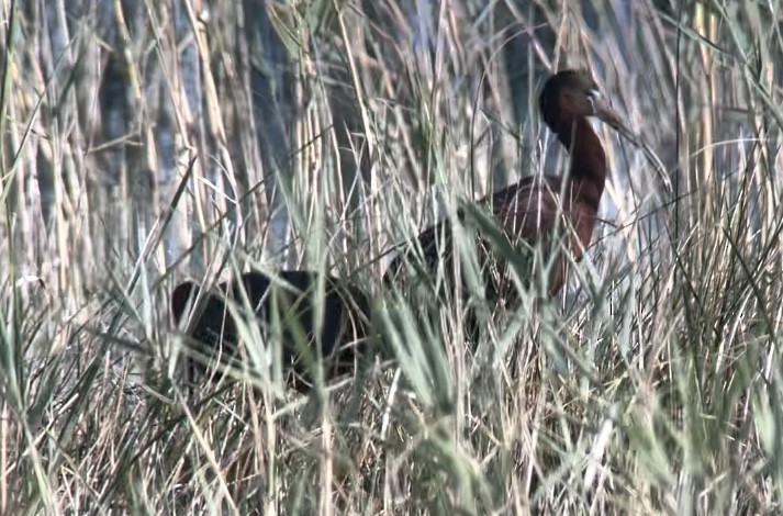 Glossy Ibis - ML619730755