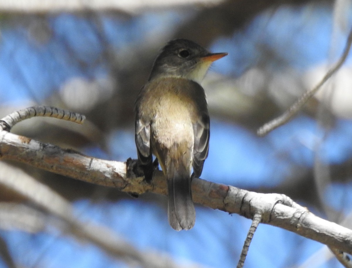 Willow Flycatcher - ML619730757