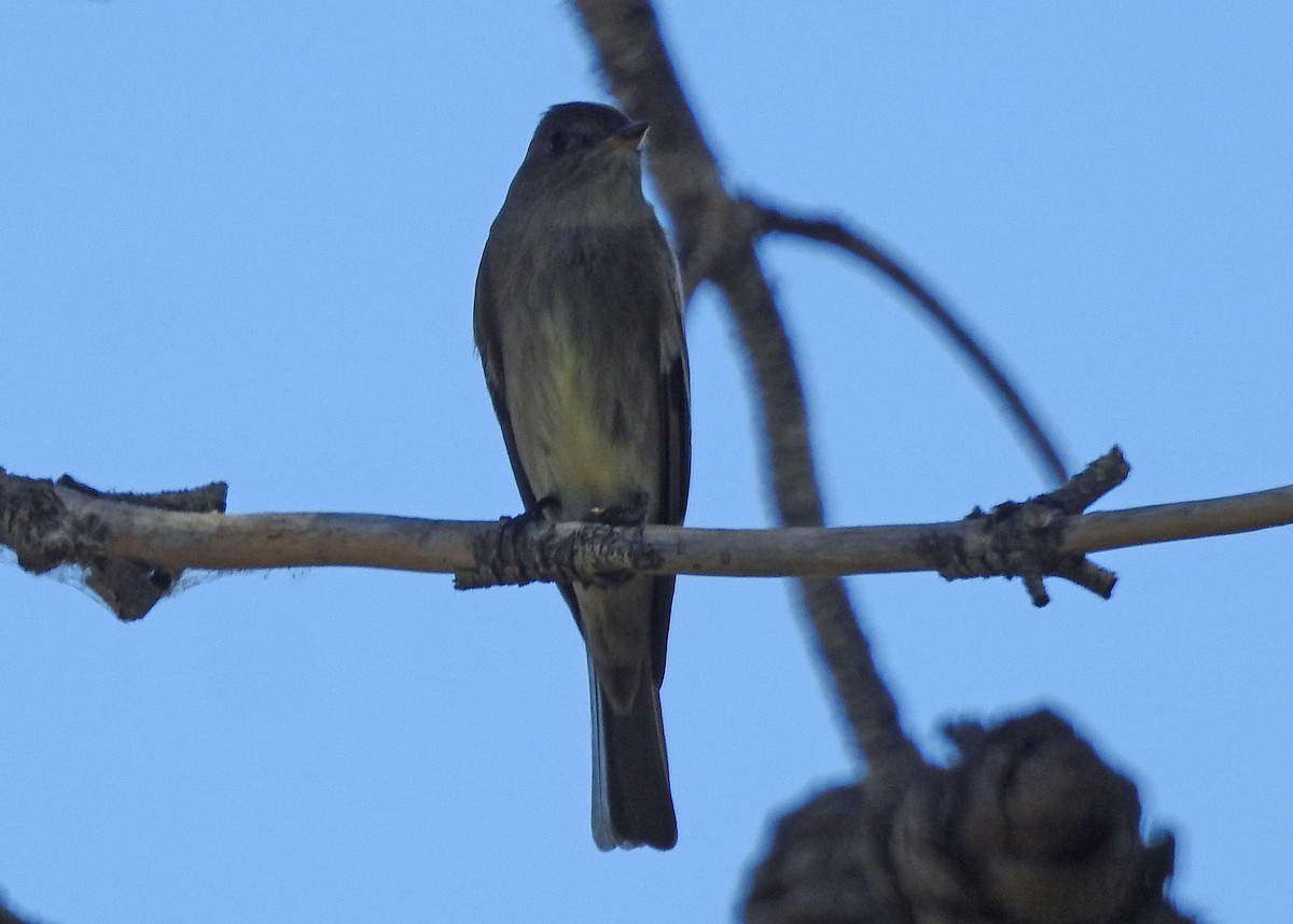 Western Wood-Pewee - ML619730762