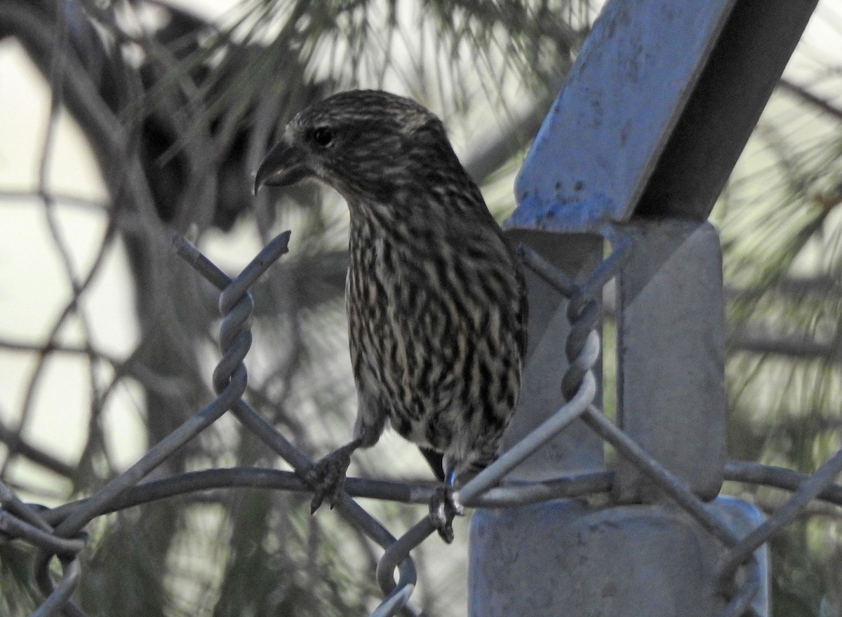 Red Crossbill - ML619730775