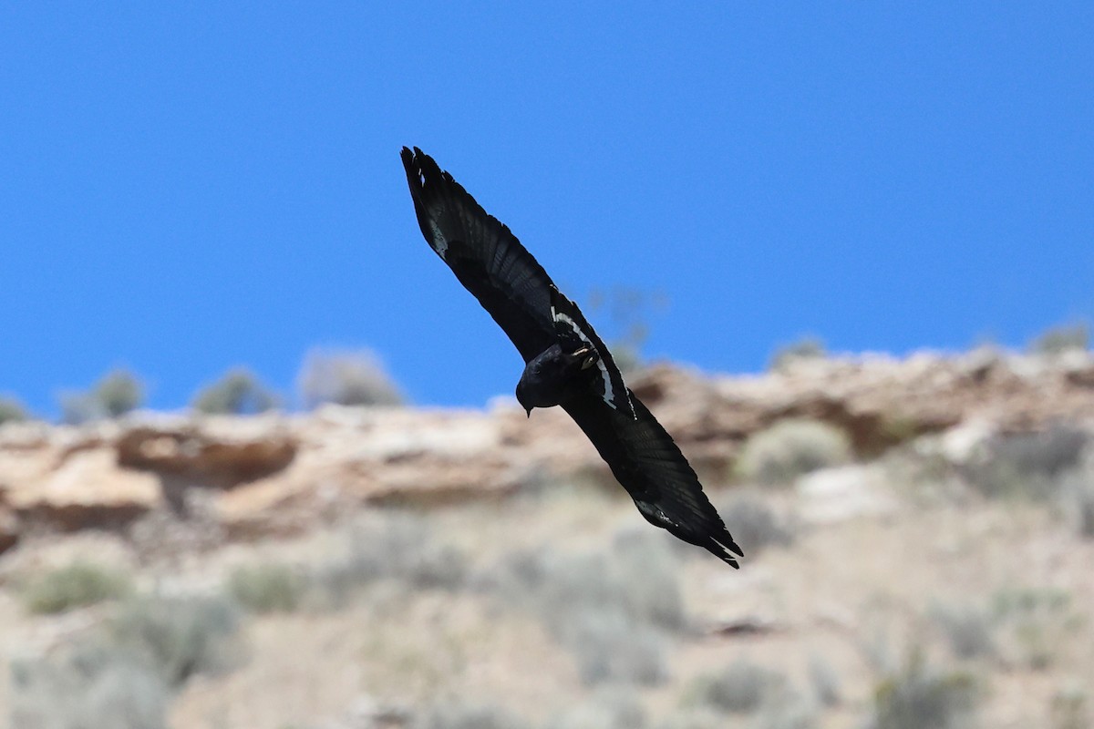 Krabbenbussard (anthracinus/utilensis) - ML619730777