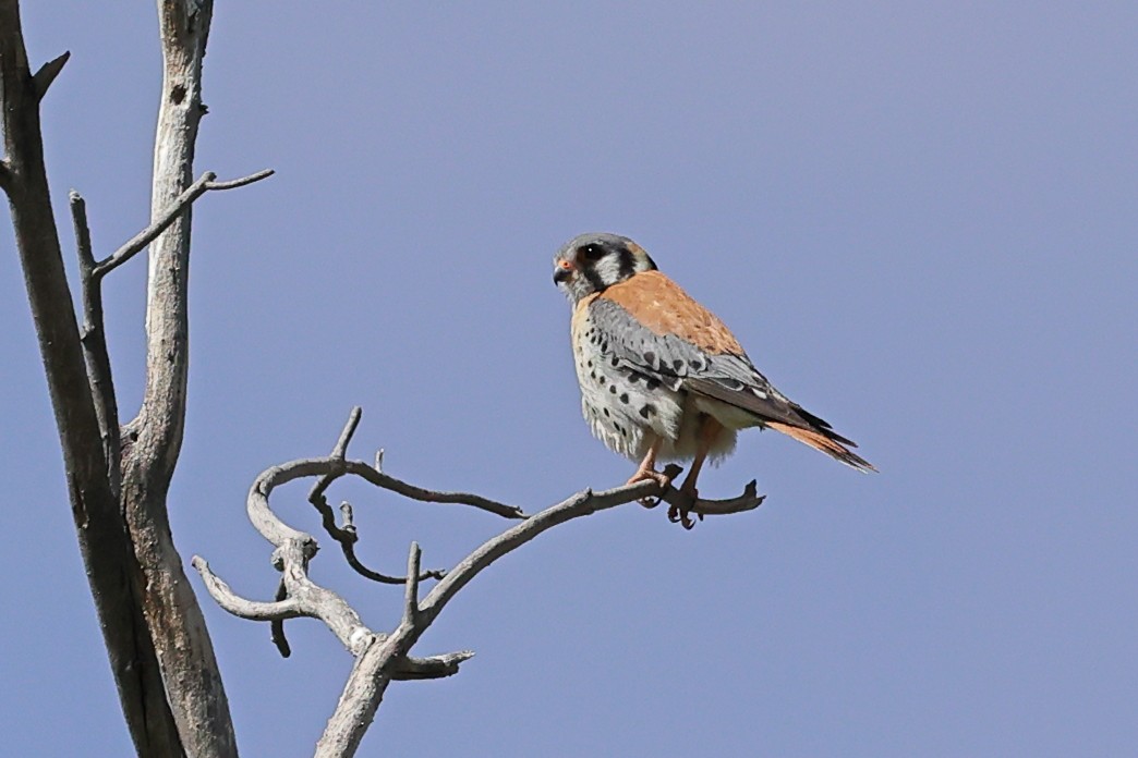 American Kestrel - ML619730780