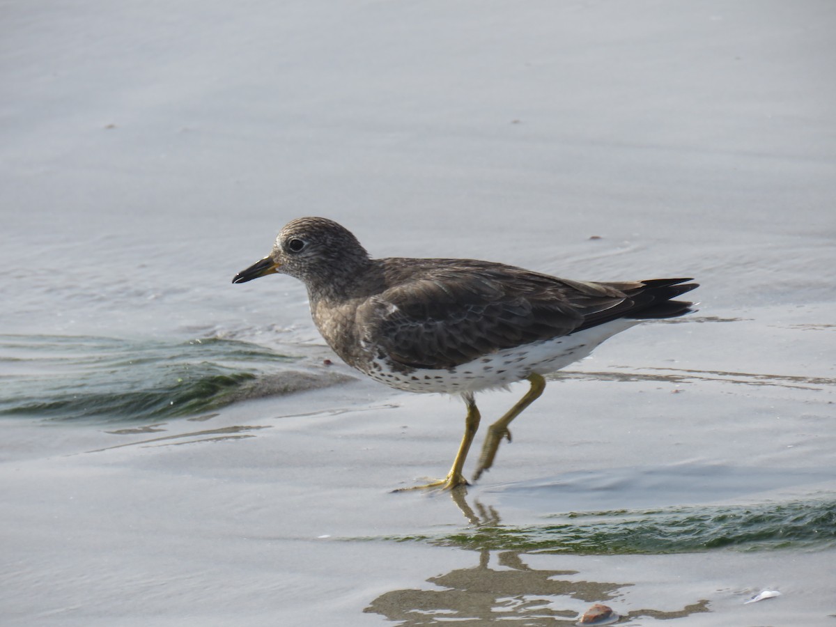 Surfbird - ML619730793