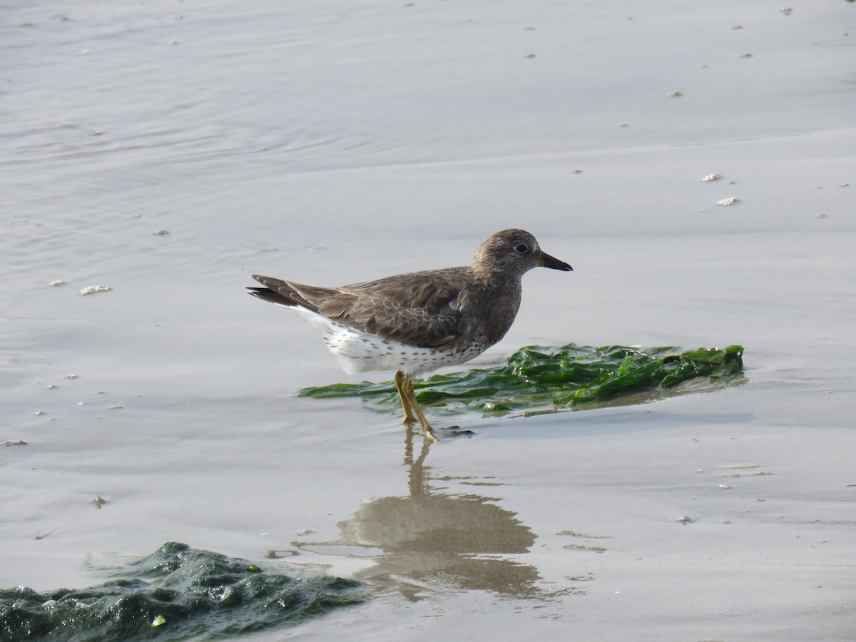 Surfbird - ML619730794