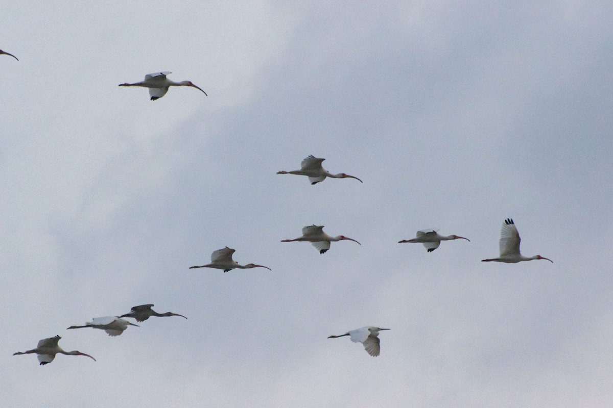 ibis bílý - ML619730798